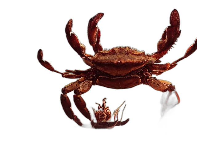 animal, crown, creature, food transparent PNG cut-out