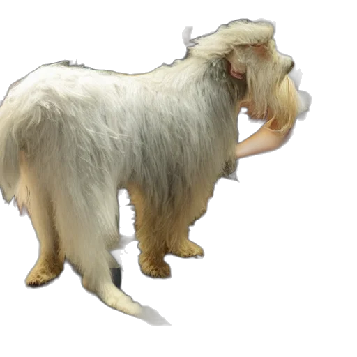 animal, creature, hair, staff transparent PNG cut-out