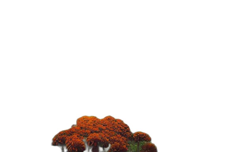 tree, crown, flower, shoes transparent PNG cut-out