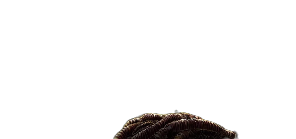 hair, hat, crown, creature transparent PNG cut-out