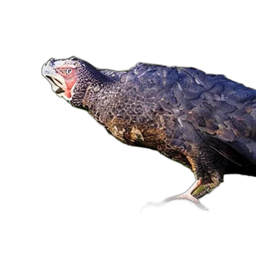 animal, creature, dragon, staff transparent PNG cut-out
