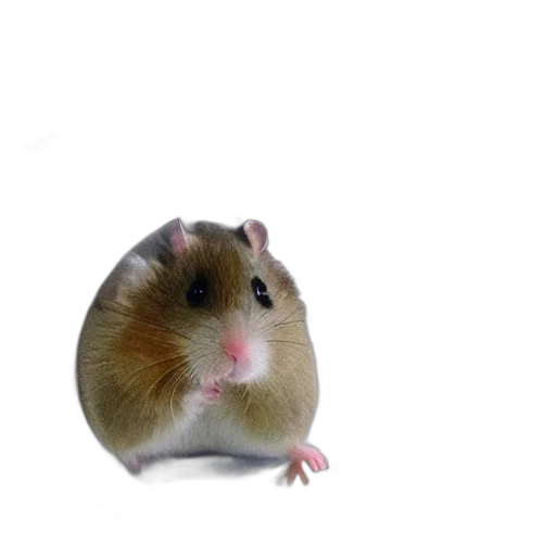 animal, hat, creature, food transparent PNG cut-out