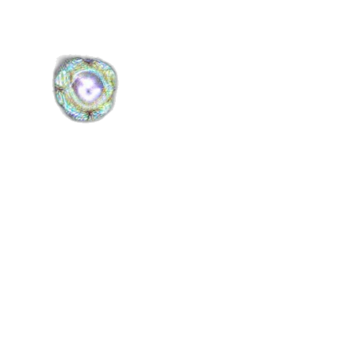 jewelry, weapon, staff, flower transparent PNG cut-out