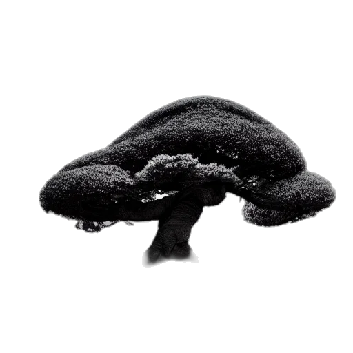 hat, hair, crown, tree transparent PNG cut-out
