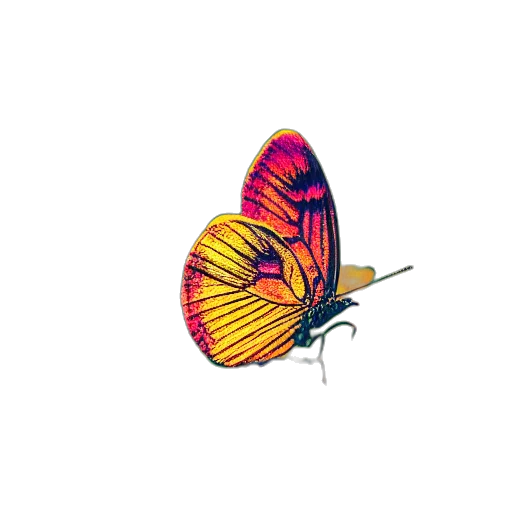 flower, animal, jewelry, umbrella transparent PNG cut-out