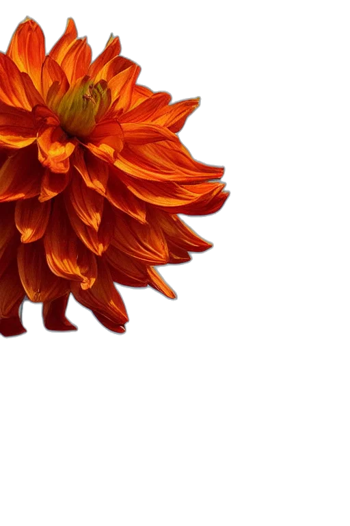flower, crown, dress, jewelry transparent PNG cut-out