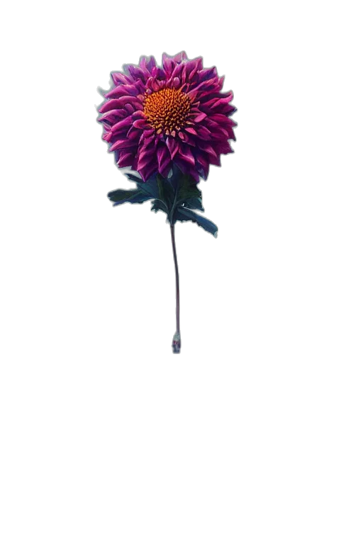 flower, staff, crown, umbrella transparent PNG cut-out