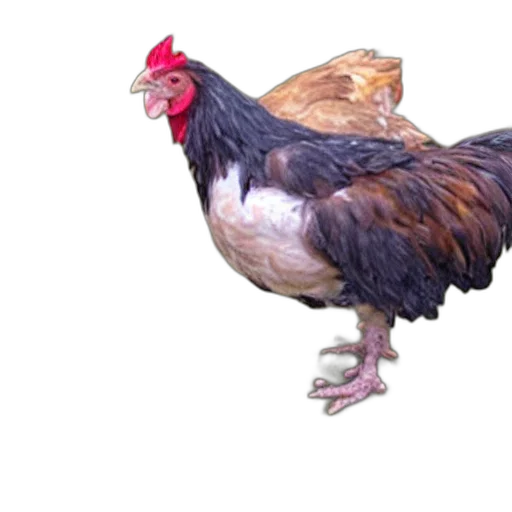 animal, food, creature, weapon transparent PNG cut-out