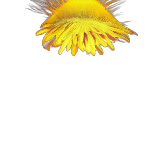 flower, crown, staff, hair transparent PNG cut-out
