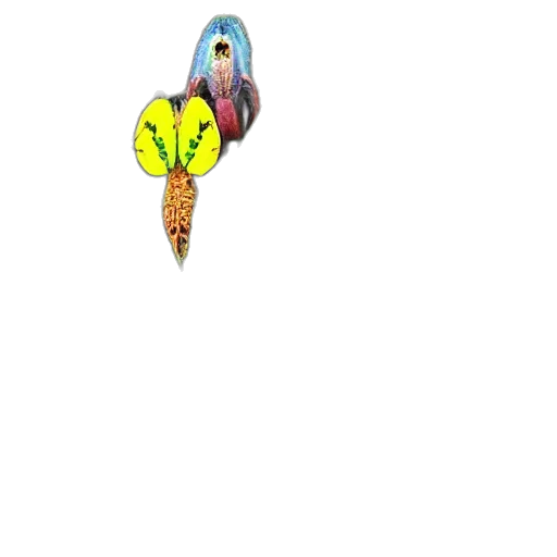 jewelry, staff, umbrella, flower transparent PNG cut-out