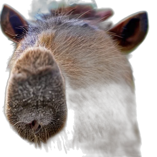 animal, face, creature, staff transparent PNG cut-out