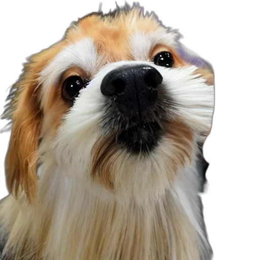 animal, face, creature, staff transparent PNG cut-out
