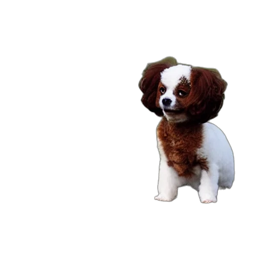 animal, staff, hair, creature transparent PNG cut-out