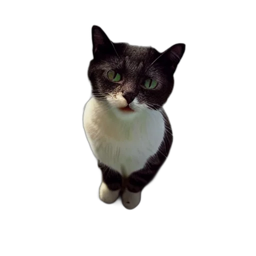animal, staff, face, creature transparent PNG cut-out