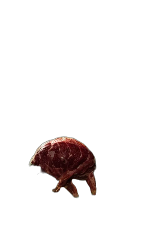 animal, creature, food, hair transparent PNG cut-out