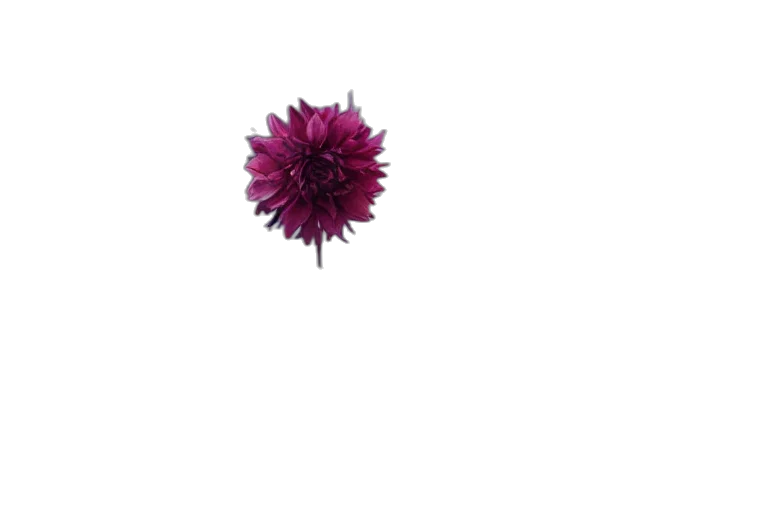 flower, staff, crown, hair transparent PNG cut-out