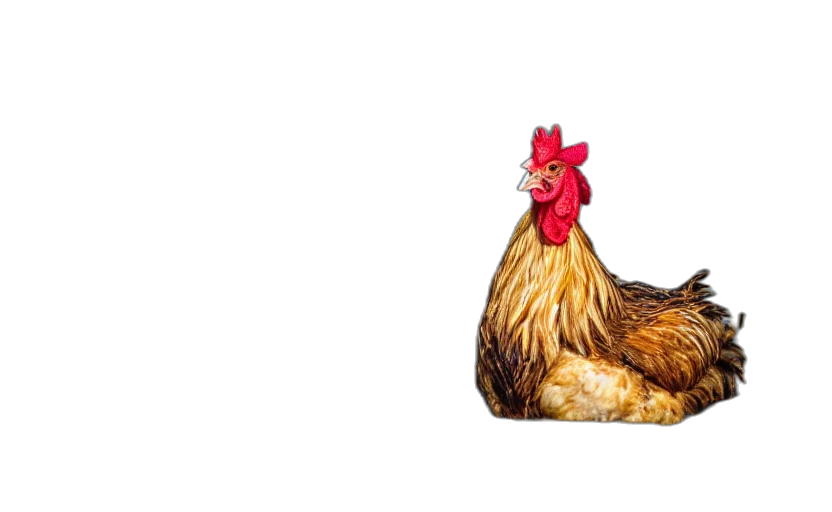 animal, food, dress, weapon transparent PNG cut-out