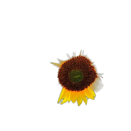 flower, crown, hat, staff transparent PNG cut-out
