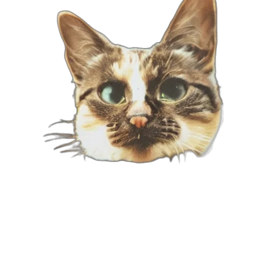 face, animal, hat, creature transparent PNG cut-out
