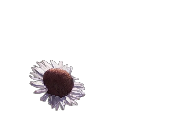 flower, crown, hair, jewelry transparent PNG cut-out