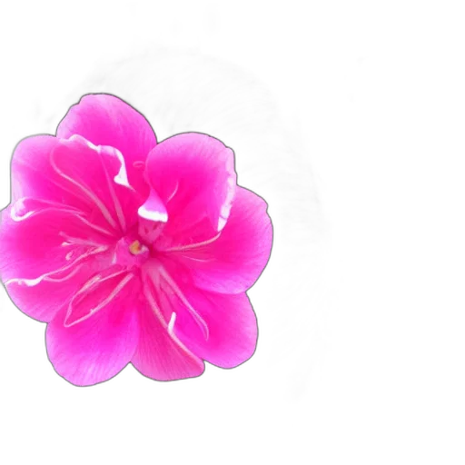 flower, jewelry, crown, staff transparent PNG cut-out