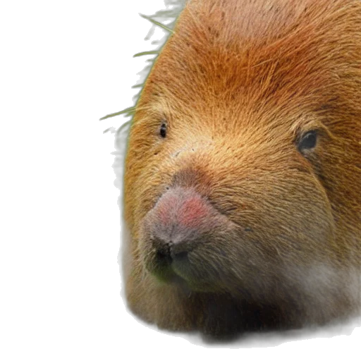 animal, creature, hair, face transparent PNG cut-out
