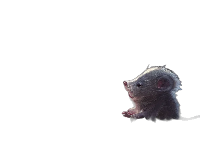 animal, creature, hair, hat transparent PNG cut-out