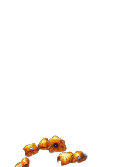 food, shoes, crown, hat transparent PNG cut-out