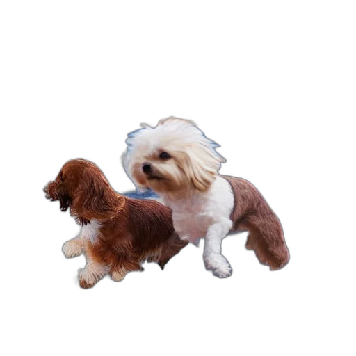 animal, creature, staff, photorealistic transparent PNG cut-out