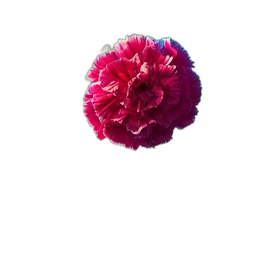 flower, crown, umbrella, hat transparent PNG cut-out