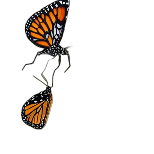animal, creature, crown, jewelry transparent PNG cut-out