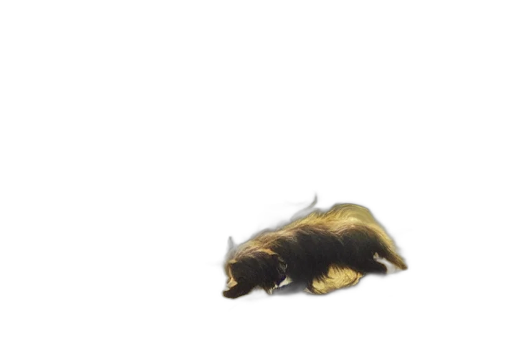 animal, creature, hair, dragon transparent PNG cut-out