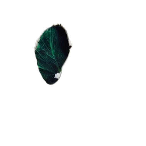 hair, hat, creature, animal transparent PNG cut-out