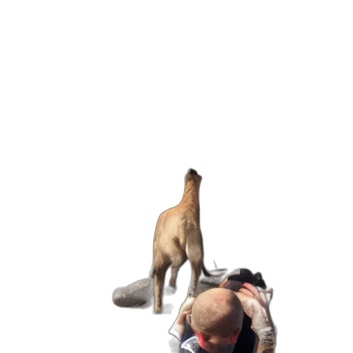 animal, staff, creature, weapon transparent PNG cut-out