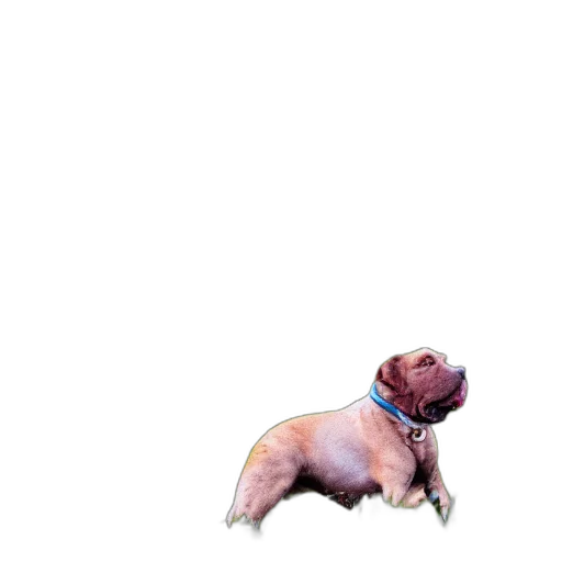 animal, creature, staff, food transparent PNG cut-out