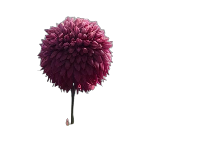 flower, umbrella, tree, crown transparent PNG cut-out