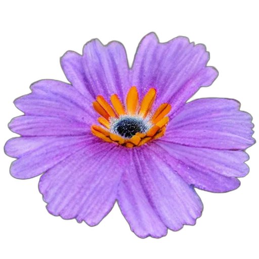 flower, jewelry, crown, staff transparent PNG cut-out