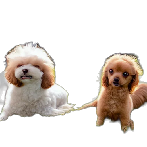 animal, staff, creature, hair transparent PNG cut-out