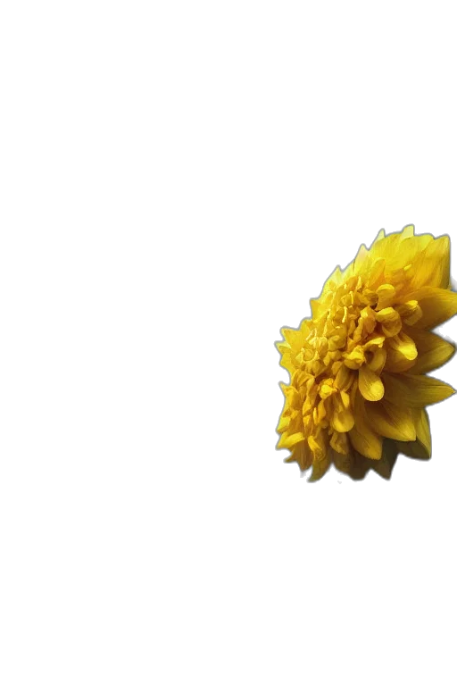 flower, crown, jewelry, hair transparent PNG cut-out
