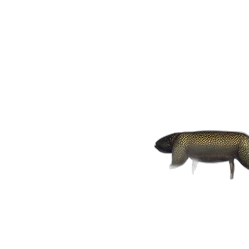animal, creature, weapon, dragon transparent PNG cut-out