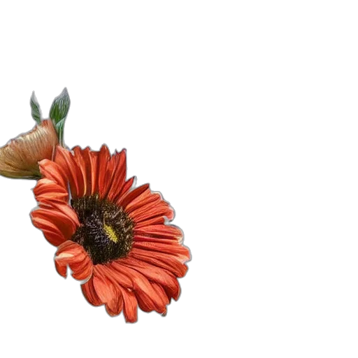 flower, crown, jewelry, hat transparent PNG cut-out
