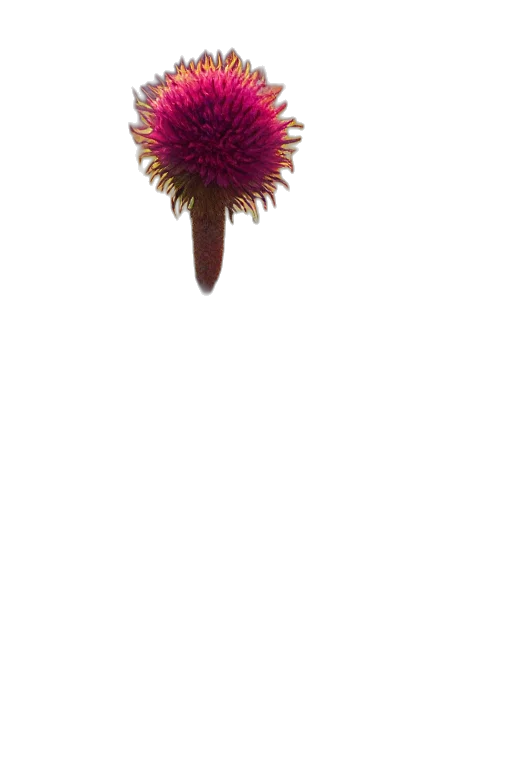 flower, hair, staff, crown transparent PNG cut-out