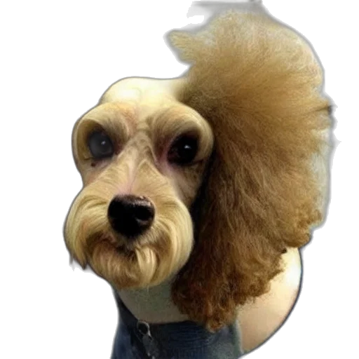 hair, animal, creature, hat transparent PNG cut-out