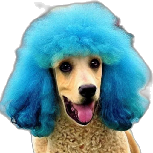 hat, hair, animal, creature transparent PNG cut-out