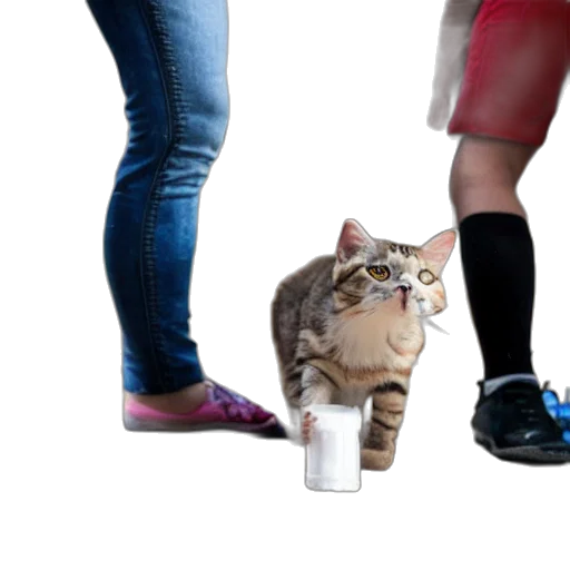 shoes, animal, staff, creature transparent PNG cut-out