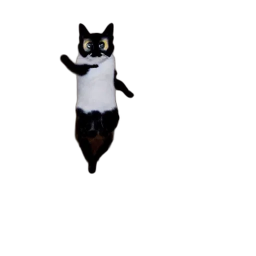 animal, creature, robot, staff transparent PNG cut-out