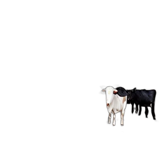 animal, food, robot, creature transparent PNG cut-out