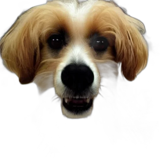 face, animal, mask, creature transparent PNG cut-out