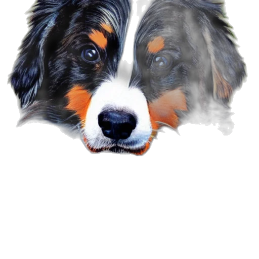 animal, photorealistic, watercolor, oil painting transparent PNG cut-out