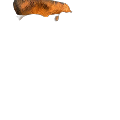 animal, creature, hair, hat transparent PNG cut-out